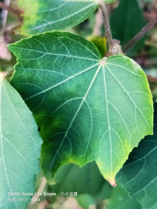 这种花通常用来比作美丽的女子,有人拿来做药,还有人当野菜吃