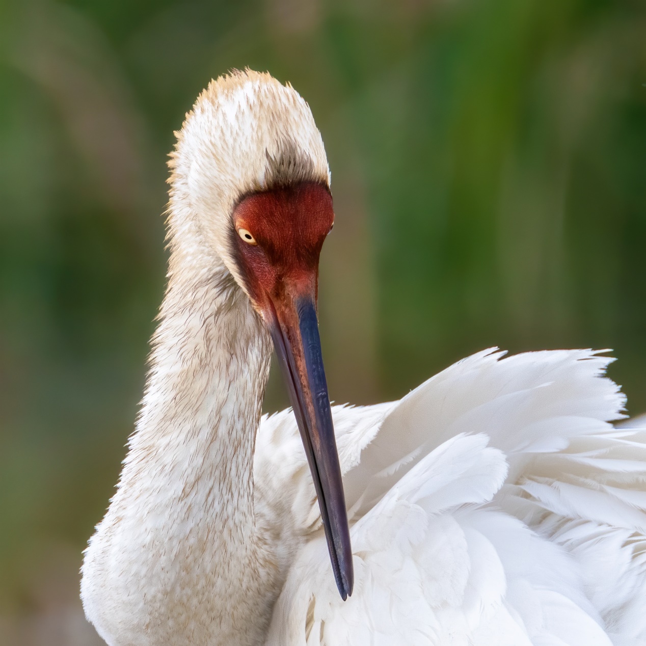佳能r5和r5哪个更适合拍鸟,佳能eosr5适合拍鸟吗