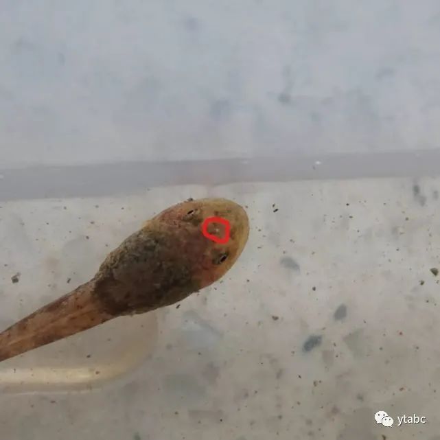 老鼠偷偷溜进博物馆,杀死拥有三只眼的远古生物