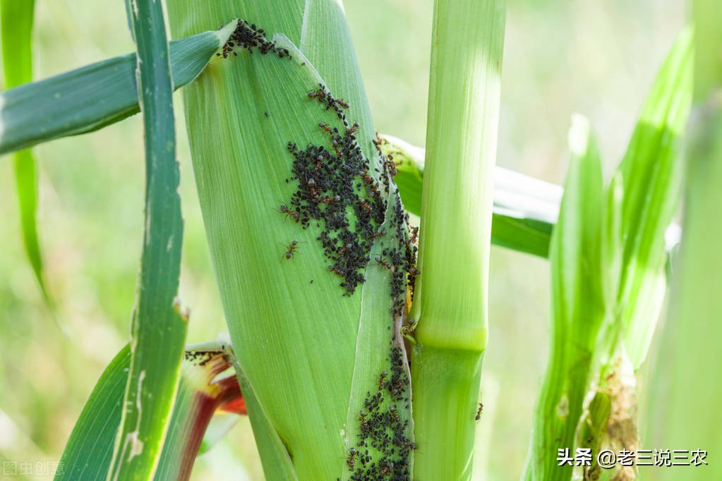 麸皮受潮生虫怎么治疗,麸皮生虫怎么办