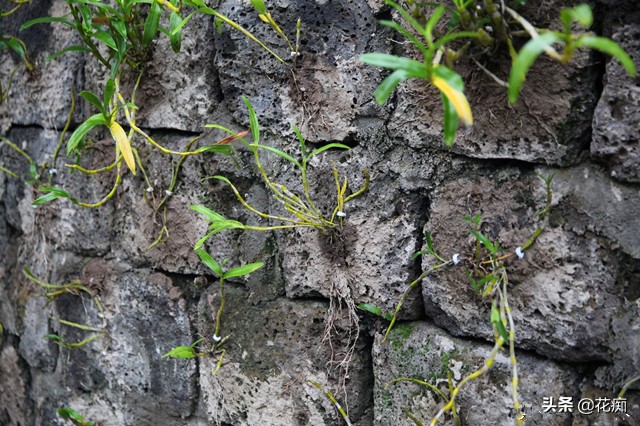 铁皮石斛怎么养长得快用什么肥,铁皮石斛的养法和注意事项