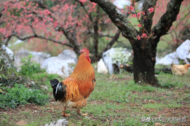 白菜萝卜生虫用什么农药好用,白菜菜青虫打不死怎么办