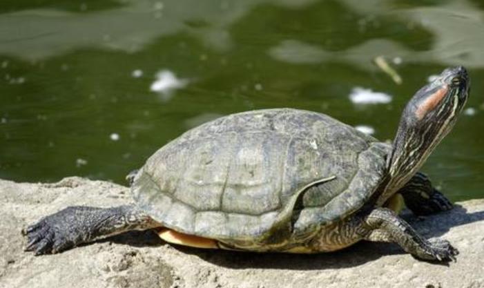 生男还是生女由什么决定,生男生女由谁决定性别