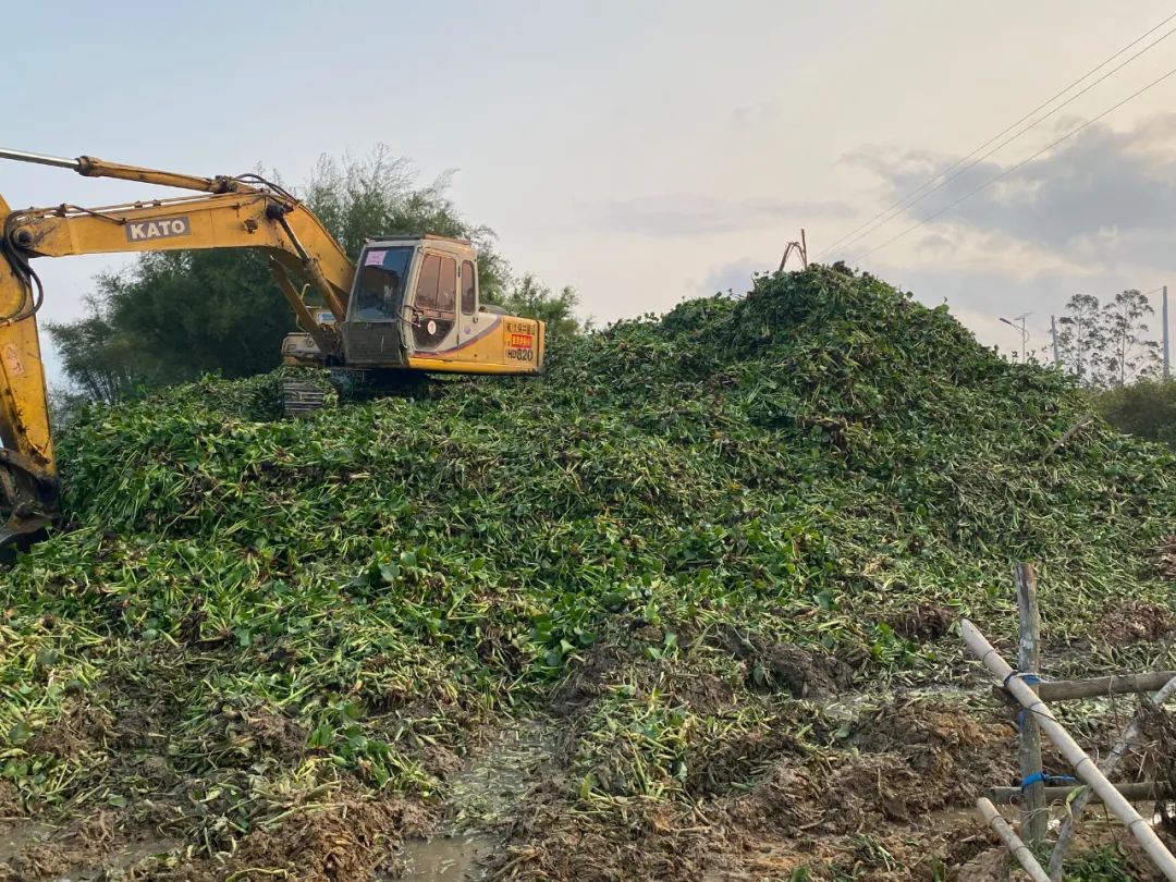 对水浮莲开战阳春清漂任务84万平方米,每天至少清漂8万平方米