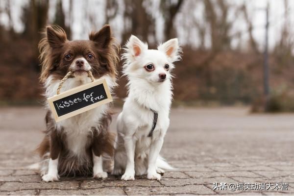 开心一刻：我只是做错了一件事，被老婆罚跪遥控器，还不允许换台