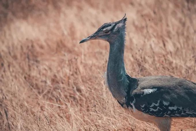 坦桑尼亚之旅,坦桑尼亚东非草原