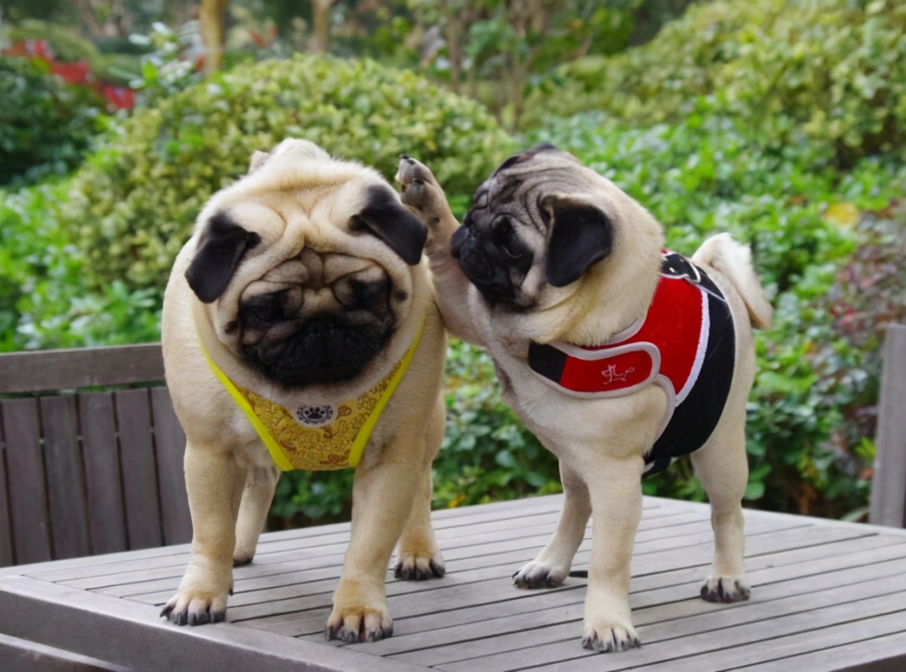 巴哥犬和什么一起养好,巴哥犬怎么养才能养好