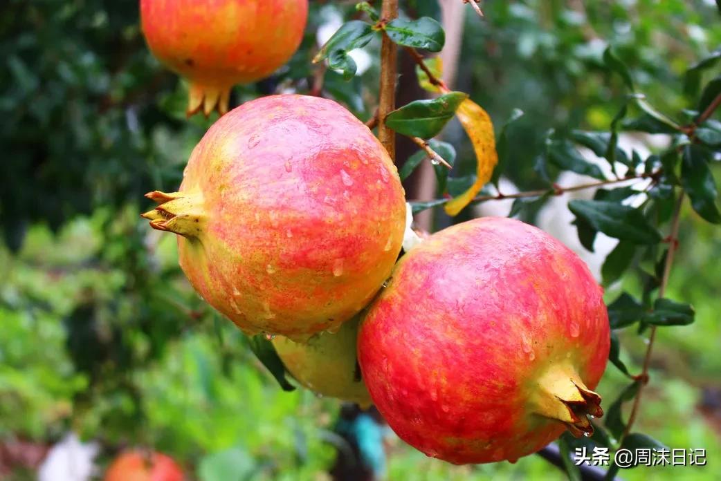 云南突尼斯软籽石榴爆汁不吐籽,甘甜爆汁突尼斯软籽石榴