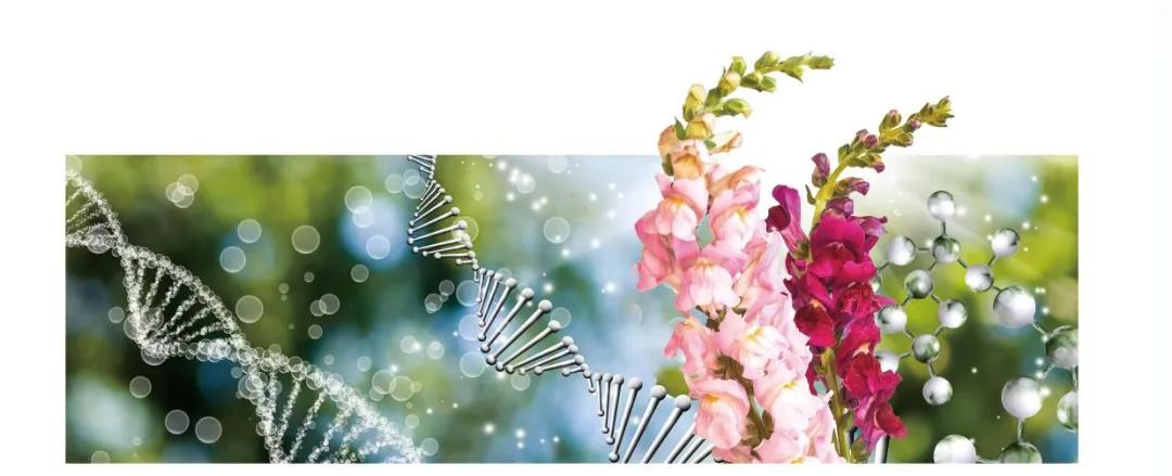 藏文科普|小小金鱼草庞大基因库