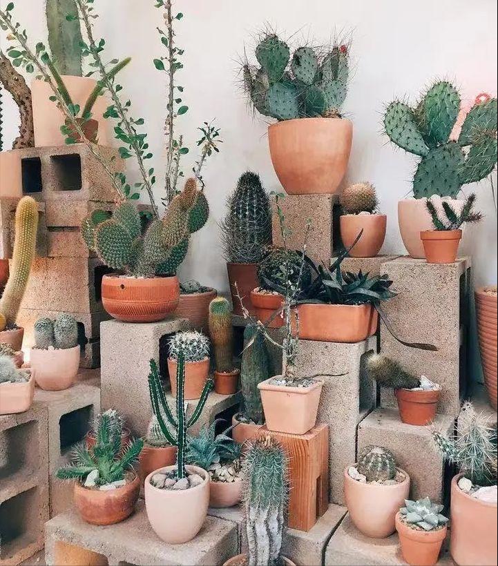 养死绿植的主要原因,绿植养护常见疾病及处理方法