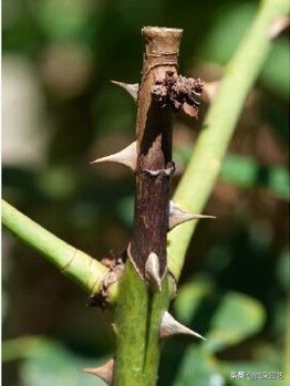 盆栽月季为什么慢慢枯枝黄叶呢,月季枝条上枯枝病枝要不要剪掉