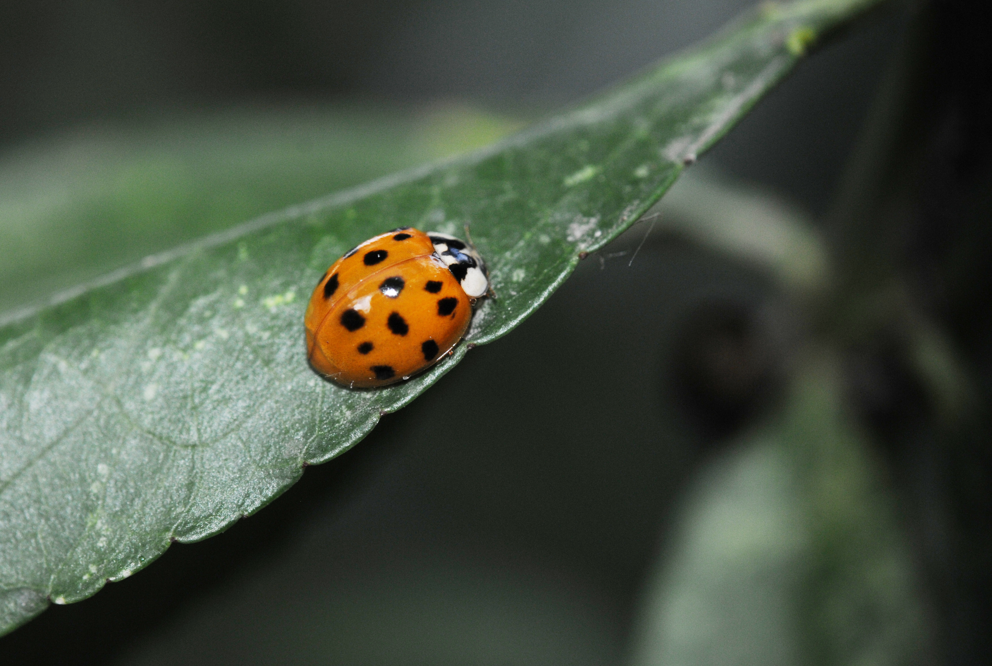 异色瓢虫和四星瓢虫,异色瓢虫与瓢虫的区别