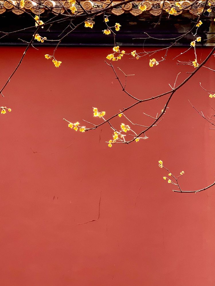 不惧严寒,不惧严寒静待春暖花开