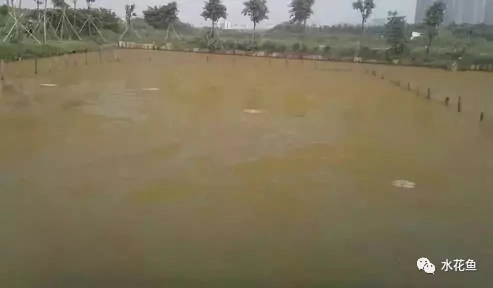 裸藻和裸甲藻是同一藻类吗,蓝藻与绿藻的相同点