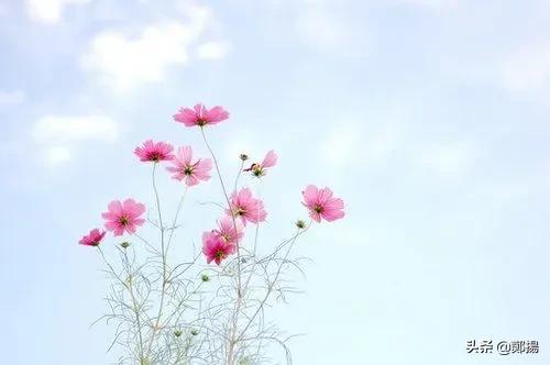 适合发朋友圈感悟情感短句子说说,励志情感语录句句唯美文艺