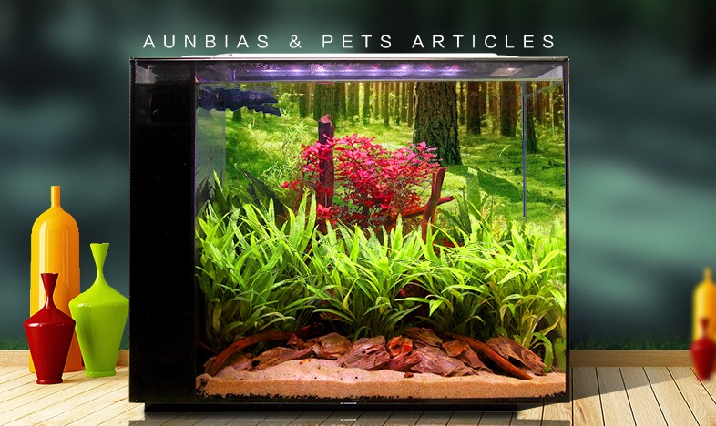 桌面鱼缸新手入门,新手鱼缸入门教程视频