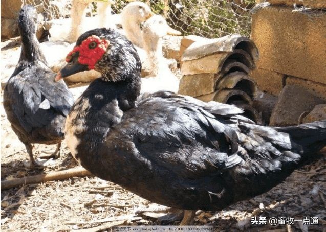 母鸡和母鸭的输精方法的区别,母鸭输精的正确方法