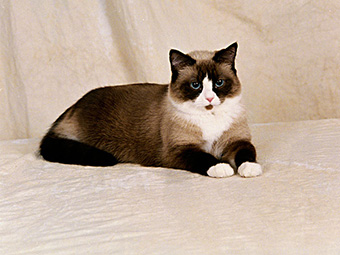 布偶猫加菲猫波斯猫,伯曼猫和暹罗猫的区别是什么图片