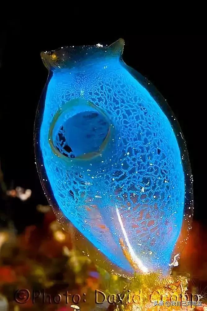 罕见的海底世界照,罕见海底图片