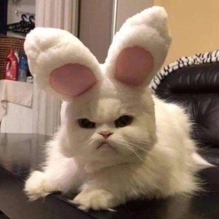 100本女主白莲花绿茶心机婊小说,推文四本女主心机婊的小说