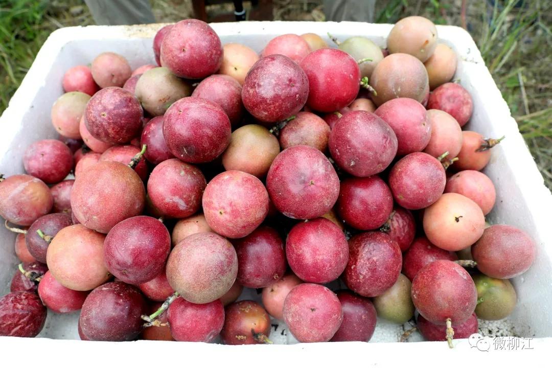 直播卖水果一年收入几百万,直播卖水果一年200万