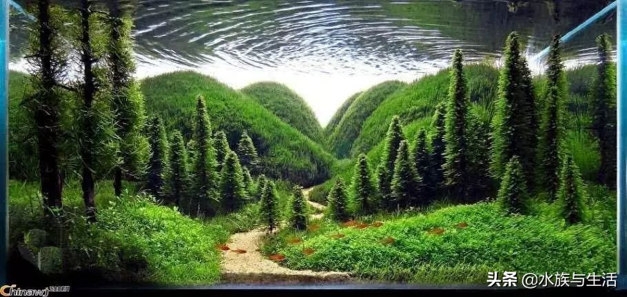 怎么让灯科鱼长得快,怎样把灯科鱼养好