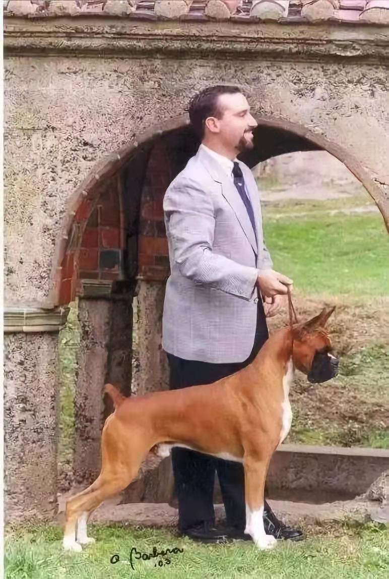 拳师犬对比杜宾犬,杜宾犬和拳师犬哪个好