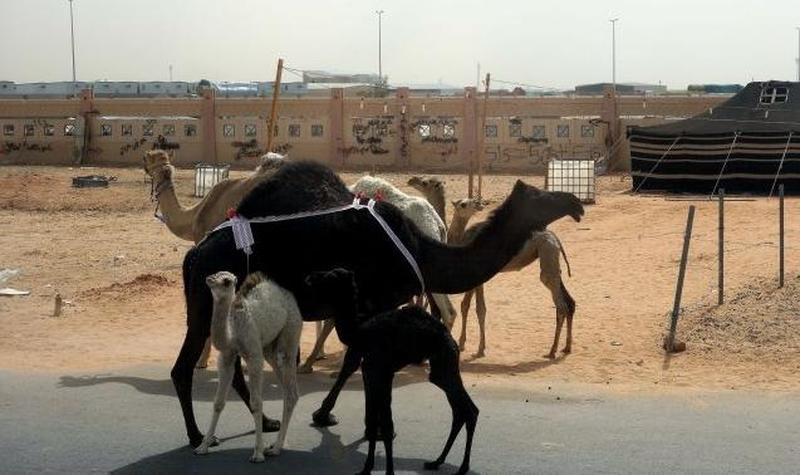 国外的奇葩法律冷知识,外国那些让人讨厌的奇葩法律