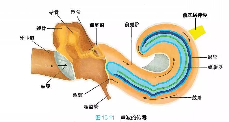 为什么有些人睡觉要开着电视,开电视能睡着一关电视就醒