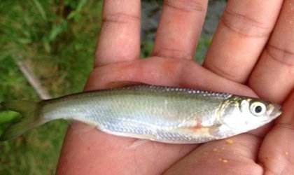 最新最简单的捕鱼方法,简单有效的捕鱼方法