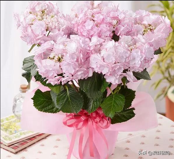 十种好看的绣球,最好看的绣球花视频