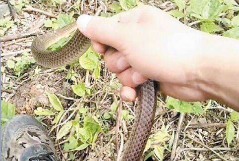 为什么有见蛇不能打的说法,看见蛇应不应该打