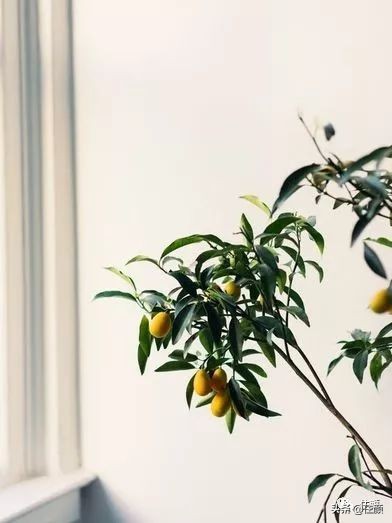 柠檬树装饰材料,柠檬树家居用品