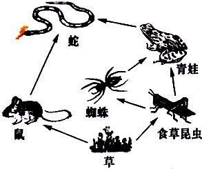 7斤重五步蛇与狗撞上，狗赶蛇不成被咬身亡！和眼镜蛇比它更毒？
