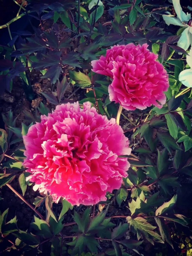 家里有个管家婆的时候真幸福,家里有个管家婆真幸福