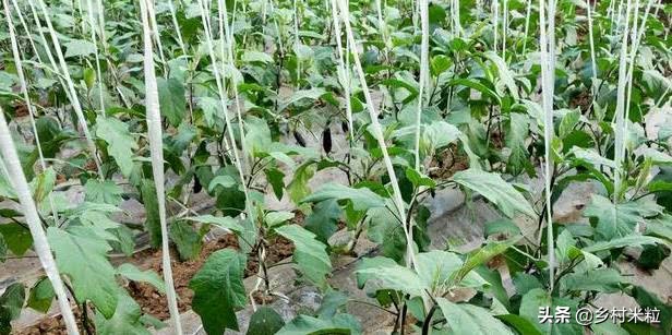 茄子产量少怎么补救,茄子长的品质不好的原因是什么