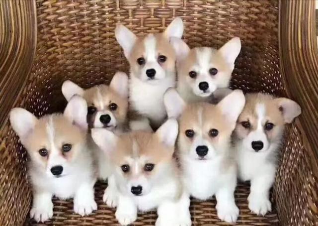 柯基犬的优点和缺点,威尔士柯基犬缺点