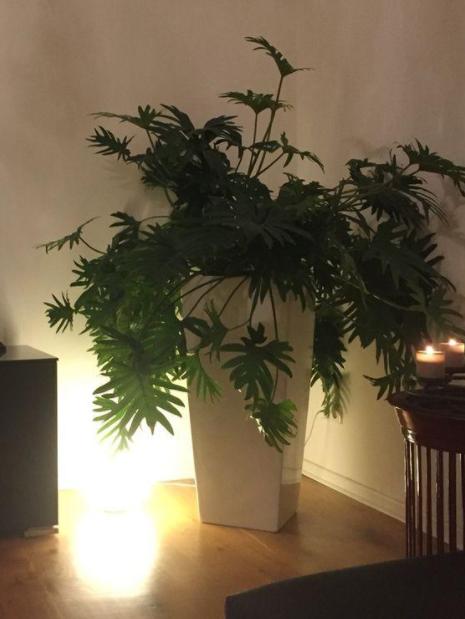 不含盆的水培植物室内懒人养不死,水培金枝玉叶室内绿植懒人盆