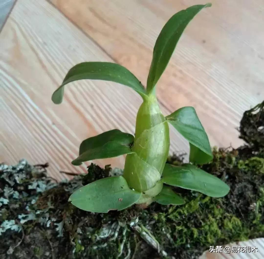 珍虫石斛什么档次,珍虫石斛花的介绍