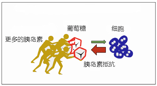腹部肥胖对胰岛素吸收有影响吗,腰腹囤积脂肪
