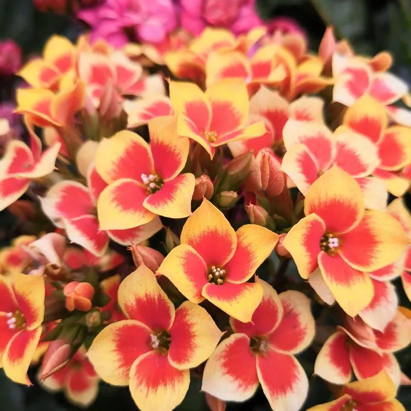 长寿花单瓣品种大全,长寿花100种颜色图片