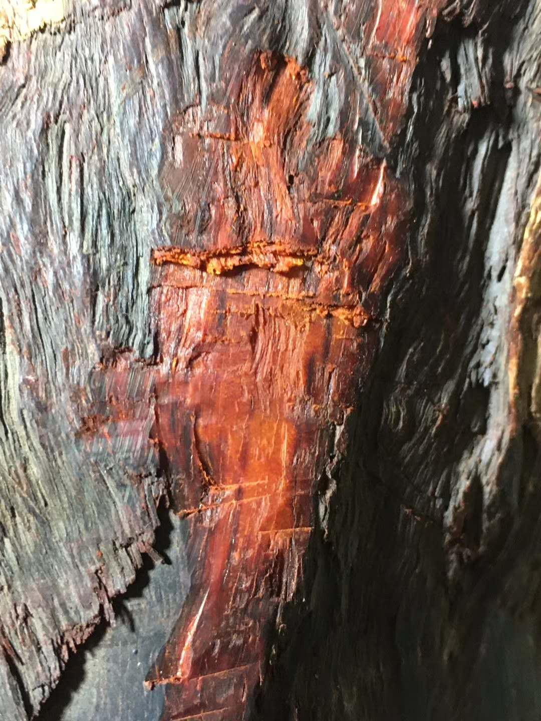 带你了解真正的印度,老料紫檀和印度小叶紫檀的区别