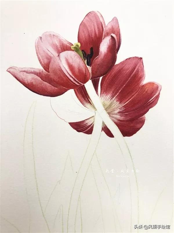 怎么用水彩笔画郁金香教程,粉色水彩郁金香怎么画图片