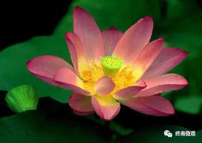 日本国花是什么花啊,全世界各国的国花是什么花