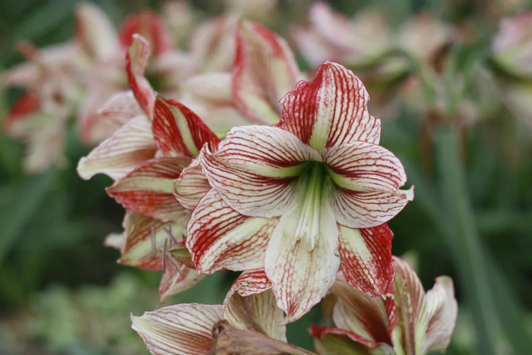 这43个来自世界各地的新品种，快来看看有没有你的菜