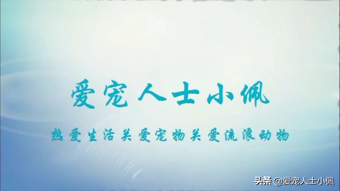 爱宠人士小佩是怎么回事,小佩宠物领养是不是真的