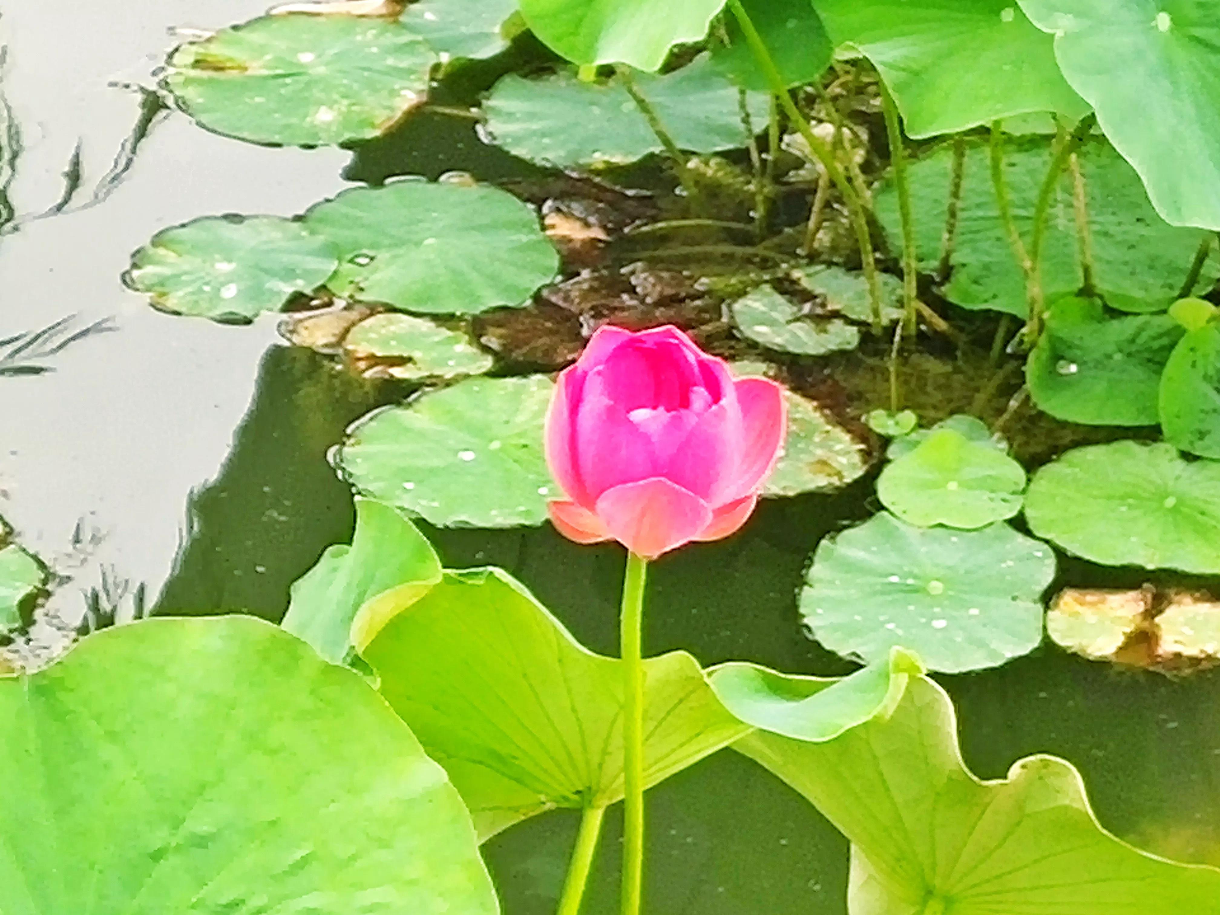 池塘里的荷花开了吗,池塘里的荷花开了表示什么