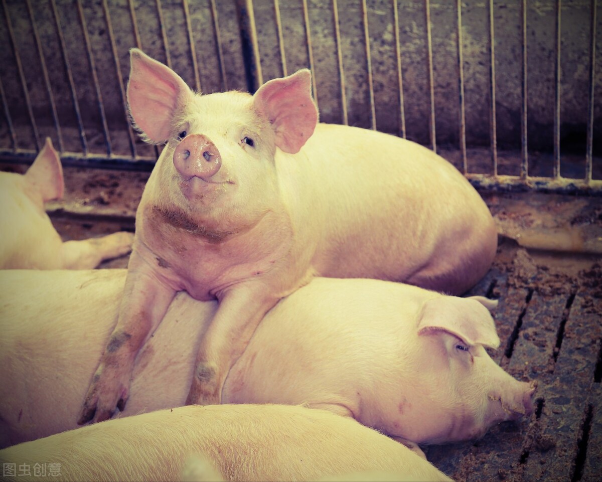 猪瘟肆虐养猪人该如何面对,十年养猪的心路历程