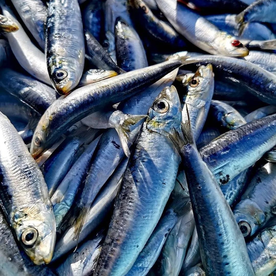 美国商业宠粮究竟好在什么地方?