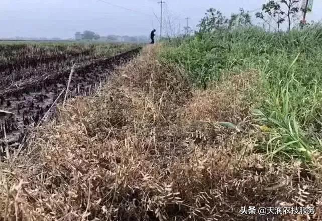 草铵膦跟草甘膦哪个除野草效果好,草甘膦和草铵膦灭大树哪个效果好